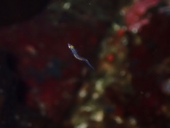 Aulorhynchus flavidus