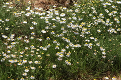Felicia muricata muricata