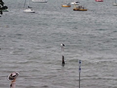 Pelecanus conspicillatus