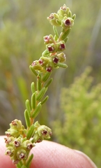Erica serrata
