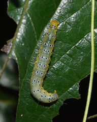 Filodes costivitralis