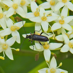 Grammoptera