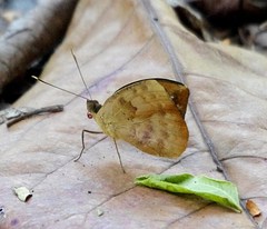 Aterica rabena