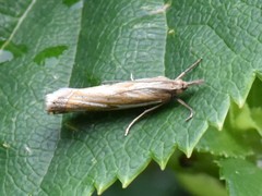 Crambus pratella