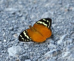 Aterica rabena