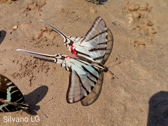 Protographium epidaus epidaus
