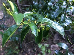 Rhamnus prinoides