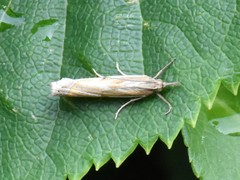Crambus pratella