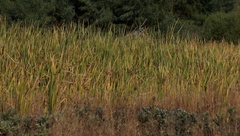 Typha capensis