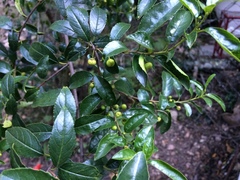 Rhamnus prinoides