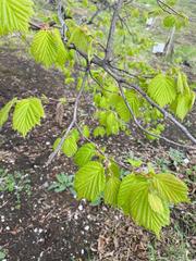 Corylus sieboldiana mandshurica