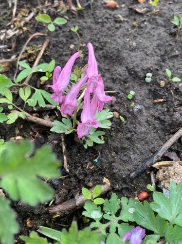 Korean corydalis