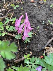 Corydalis turtschaninovii