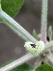 Scaphytopius loricatus