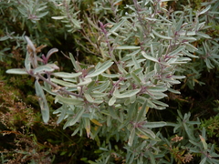 Atriplex paludosa