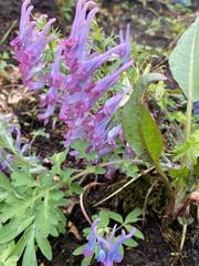Corydalis turtschaninovii