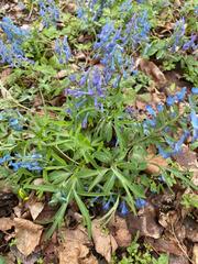 Corydalis turtschaninovii