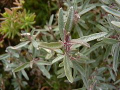 Atriplex paludosa