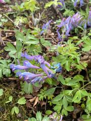 Corydalis turtschaninovii