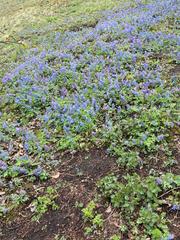 Corydalis turtschaninovii
