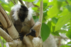 Eulemur macaco