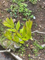Fraxinus mandshurica