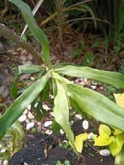 Dichorisandra thyrsiflora