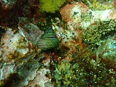 Calliostoma ligatum