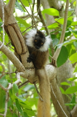 Eulemur macaco