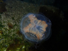 Catablema multicirratum