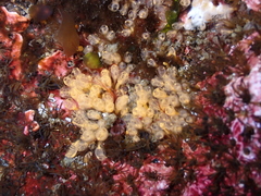 Pycnoclavella stanleyi