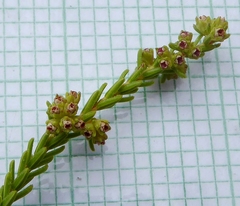 Erica serrata