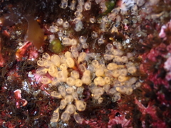 Pycnoclavella stanleyi