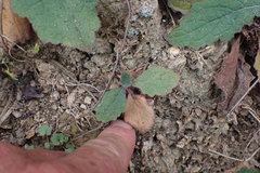 Rehmannia glutinosa
