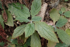 Rehmannia glutinosa