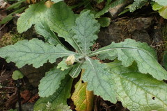 Rehmannia glutinosa