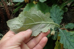 Rehmannia glutinosa