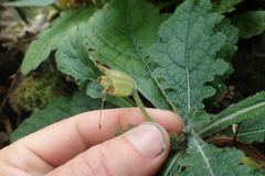 Rehmannia glutinosa