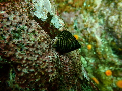 Calliostoma ligatum