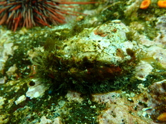 Haliotis kamtschatkana