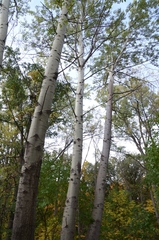 Populus
