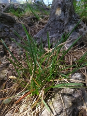 Sesleria albicans
