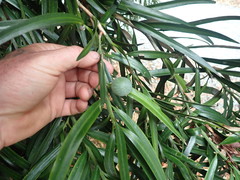 Podocarpus henkelii