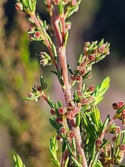 Erica leucopelta