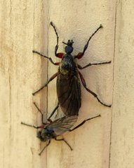 Bibio femoratus
