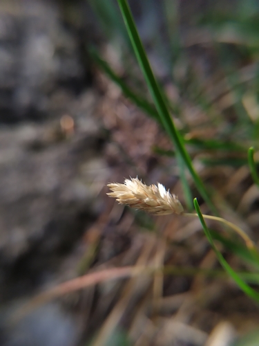 Image of Sesleria albicans by (c) carnifex, some rights reserved (CC BY)