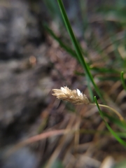 Sesleria albicans