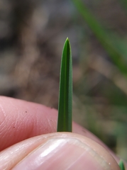 Sesleria albicans