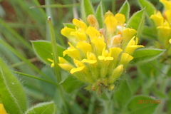 Leobordea corymbosa