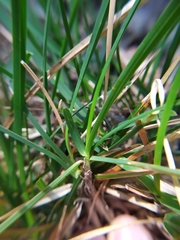 Sesleria albicans